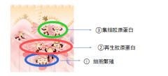 ​拯救“秋乏肌”秘诀 提高肌肤的“生物